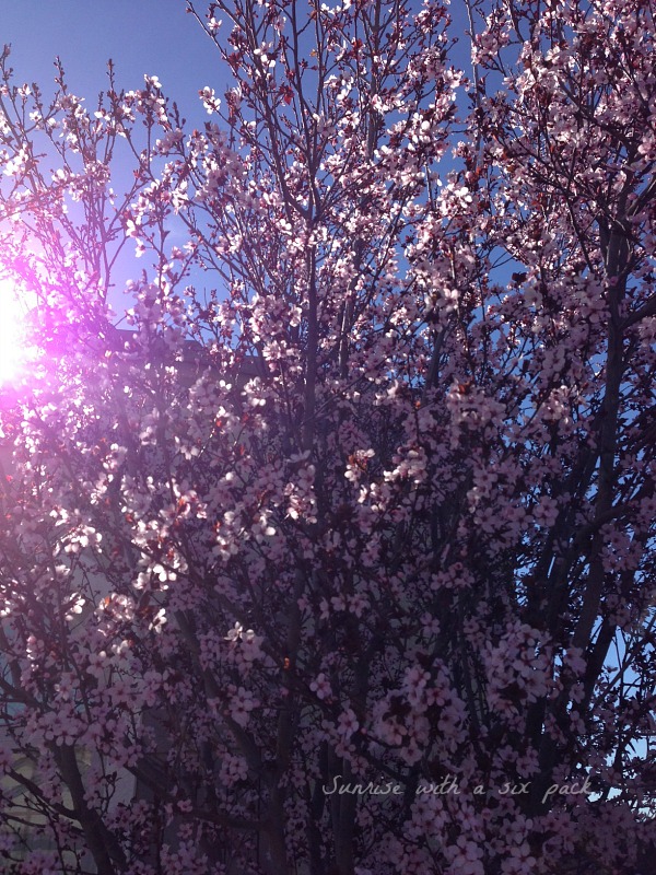 Pink Blossoms