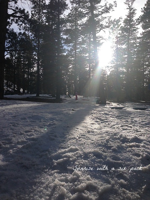 Sun through the trees