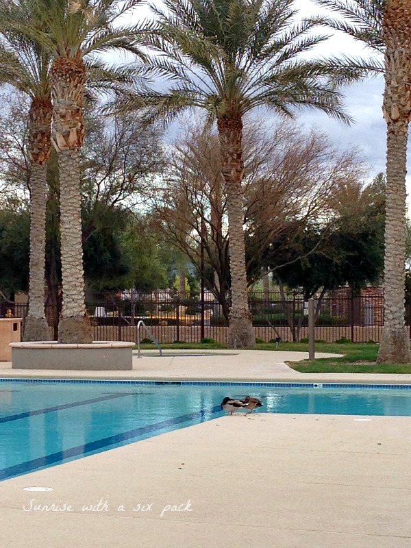 Ducks by the pool