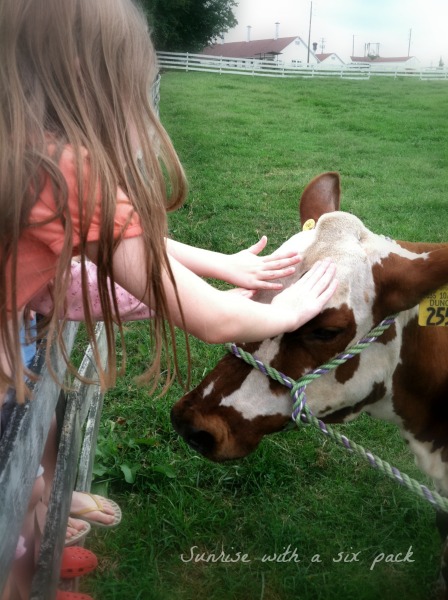 Petting the cow