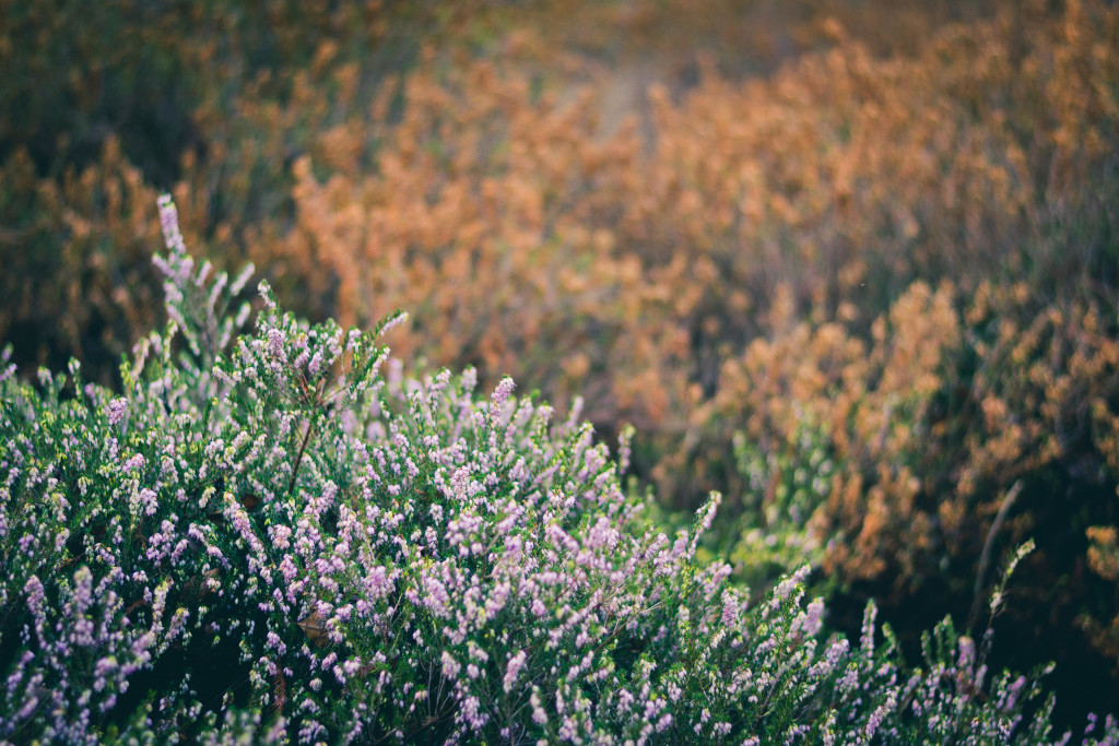 lavender flowers