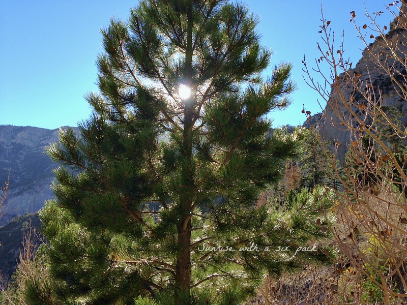 Pine Tree in the sun