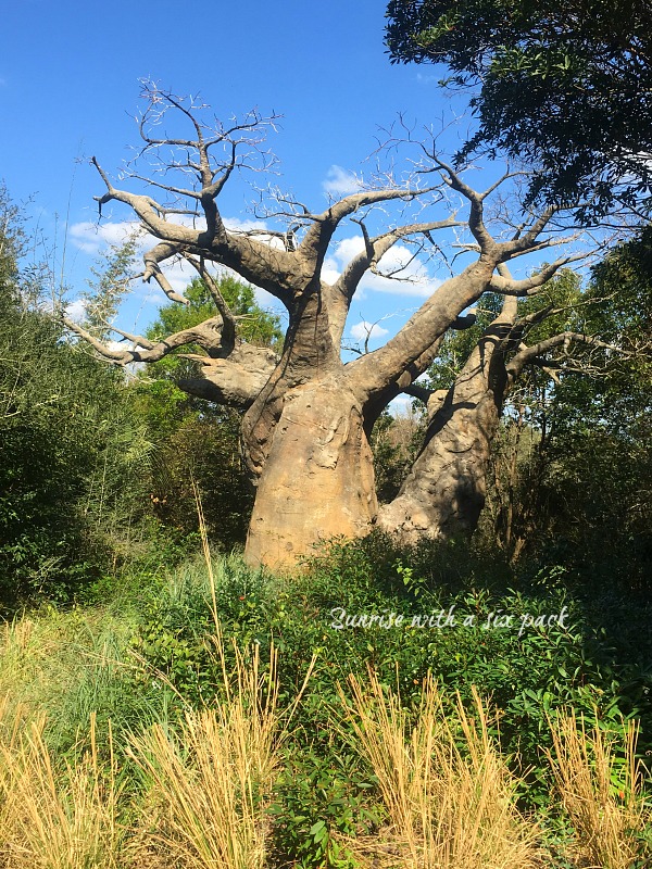 Gnarly tree