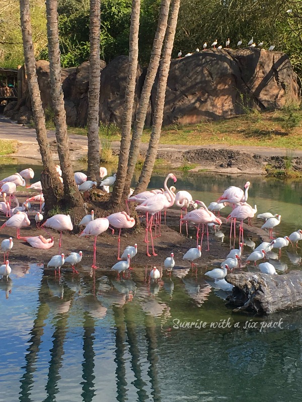 Pink Flamingos